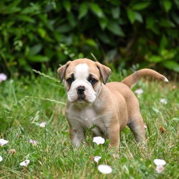 Nos chiots disponibles